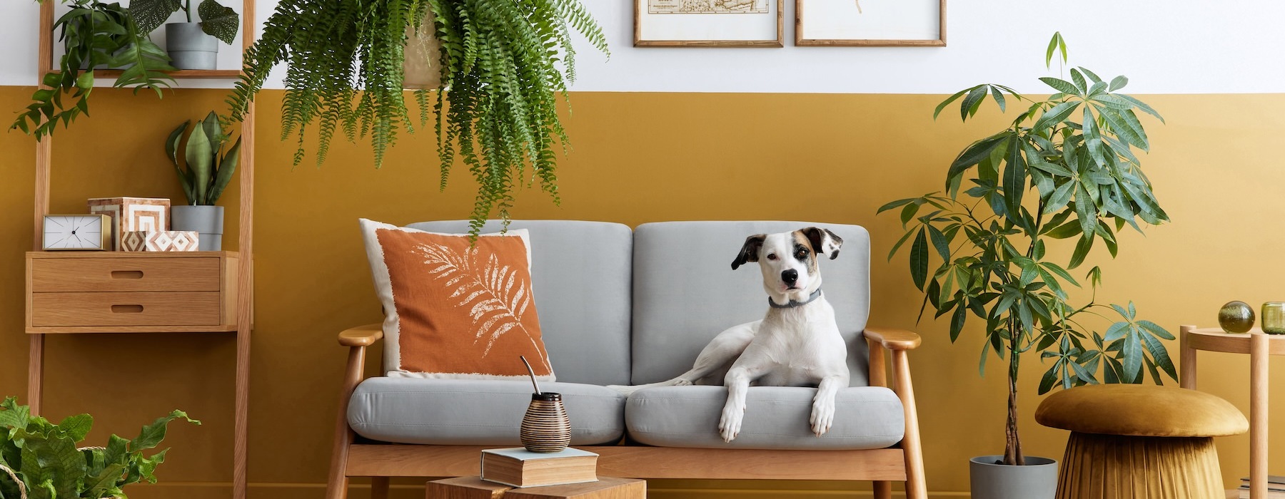 a cute spotted dog on a couch